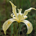 Iris bracteata