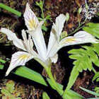 Iris chrysophylla