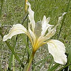 Iris fernaldii