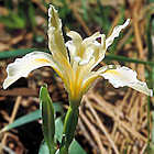 Iris hartwegii