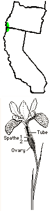 Thompson's iris map and flower