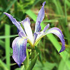 Iris munzii