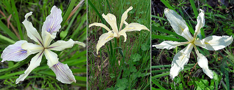 Santa Cruz iris in Quail Hollow Ranch Park