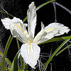 Iris purdyi