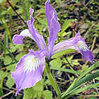 Iris tenax