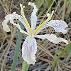 Iris tenuissima