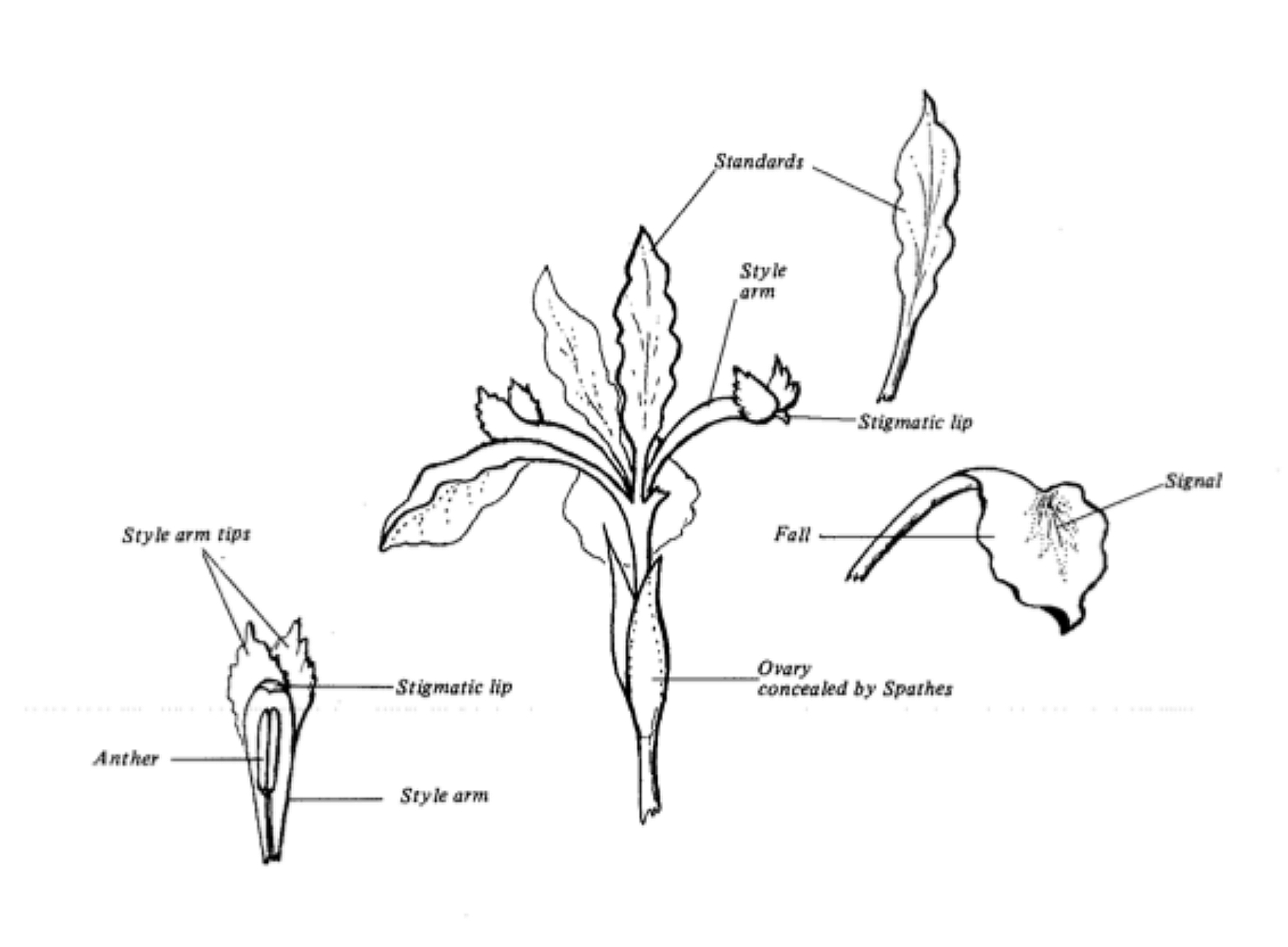 Jean Witt Pollinating